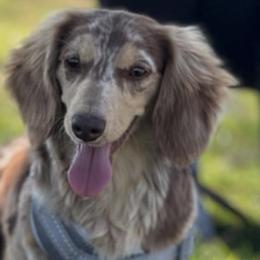 Dachshunds from Cencal Doxies