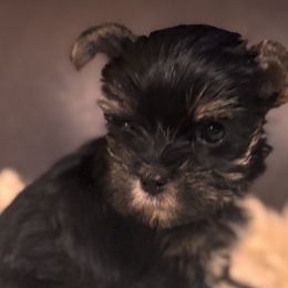Yorkshire Terriers from Mimi’s AKC Yorkies
