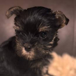 Yorkshire Terriers from Mimi’s AKC Yorkies