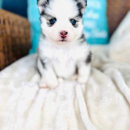 Betty - Black and white female Pomsky puppy in Yavapai County, Arizona from Pawsh Pomskies