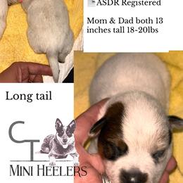 Girl 3 - Red speckled female Australian Cattle Dog puppy in Chelsea, Oklahoma from CT Mini Heelers