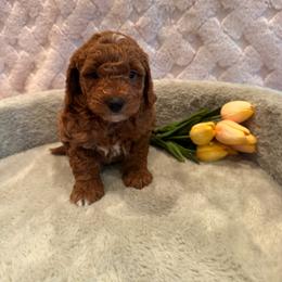 Blake - Red  male Goldendoodle puppy in Bucyrus, Missouri from Hill Top Pomskies