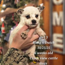 Girl 5 - Blue mottled female Australian Cattle Dog puppy in Monroe, North Carolina from Creek View Cattle Dogs
