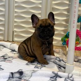 Kylie - Fawn female French Bulldog puppy in Largo, Florida from Big Daddy Frenchies