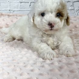 Cupcake - Parti female Goldendoodle puppy in Millersburg, Ohio from Ohio Puppy Paws