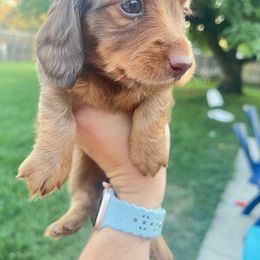 Dachshund Puppies from Mulberry Dachshunds