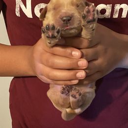 Golden Retriever Puppies from 13 GORGEOUS Goldens