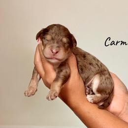 Caramel - Chocolate merle male Bernedoodle puppy in Pennsylvania from Bells Bernedoodles