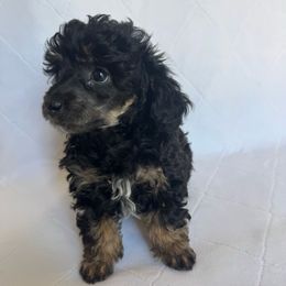 Angela - Phantom female Poodle puppy in Pueblo, Colorado from Going Poodles & Pet Services LLC