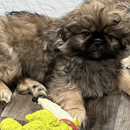 Full AKC - Calvin -Ready Now - Fawn sable male Pekingese puppy in Pennsylvania from Triple I Pekes