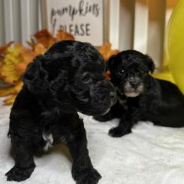 Poodle All Grown Up from Parti-Pawz