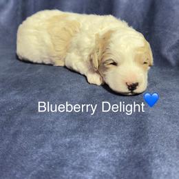 Blueberry Delight - Parti male Goldendoodle puppy in Repton, Alabama from Hopkins Doodle Pups