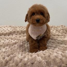 Dixie - Red  female Goldendoodle puppy in Anaheim, California from Doodles