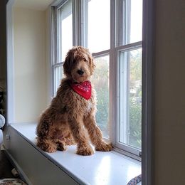 Goldendoodle Puppies from SunriseDoodles