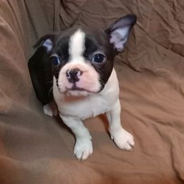 Boston Terrier Puppies from Park Kennel