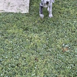 Great Dane Puppies from Laxton Danes