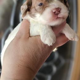 Orange Female - Brown and white female Cockapoo puppy in Mocksville, North Carolina from Hunting Creek Farms