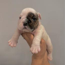 Lola - White female Bulldog puppy in Dix Hills, New York from Mansi Bulldogs
