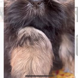 Chyna - Sable female Shih Tzu puppy in Texas from A Sassy Soul Shih-Tzu