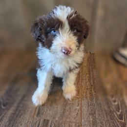 Male 4 - Red tri-color male Aussiedoodle puppy in Mouth Of Wilson, Virginia from Holly Ridge Aussies, Aussiedoodles & Corgis