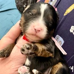 Violet collar girl - Tri-color female Bernedoodle puppy in Lake, Michigan from 3 King Doodles & Poodles