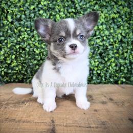 Slider - Blue male Chihuahua puppy in Piqua, Kansas from Cute As A Cupcake Chihuahuas