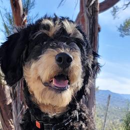 Bernedoodles, Cavapoos, Goldendoodles, and Golden Mountain Doodles from Oodles O'Doodles