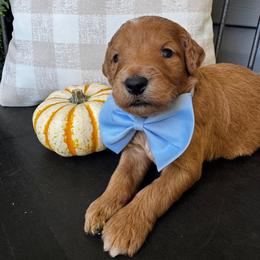 Champ Bear - Red  male Goldendoodle puppy in Camden, North Carolina from Oopsie Doodles of NC