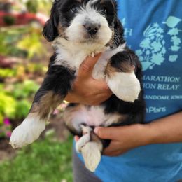 Iris - Tri-color female Bernedoodle puppy in Clarinda, Iowa from Root and Branch Bernedoodles
