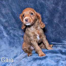 Gaia - Red female Cockapoo puppy in Sunset, Louisiana from Cano Cockapoos