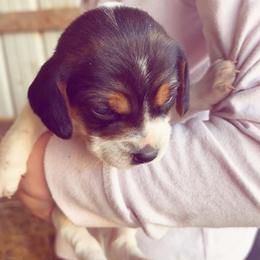Beagle Puppies from HE Beagles
