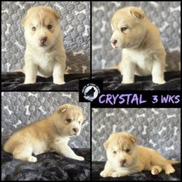 Crystal - Red and white female Siberian Husky puppy in Fairborn, Ohio from Haven of Free Spirits