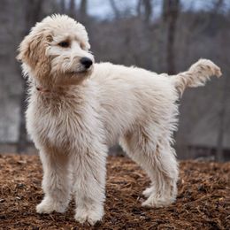 Goldendoodles from NC Mountain Doodles