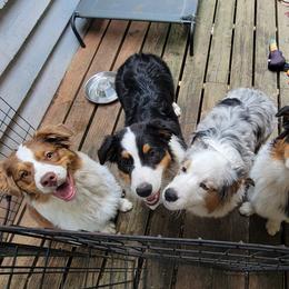 Australian Shepherds from Cornerstone Australian Shepherds