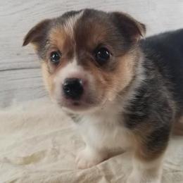 Pembroke Welsh Corgis from Whetstone Creek Corgis