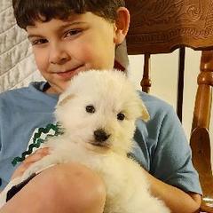 Berger Blanc Suisses from SureFire Shepherds