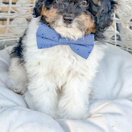 Samson - Parti male Poodle puppy in Flint, Michigan from Anytime Doodles