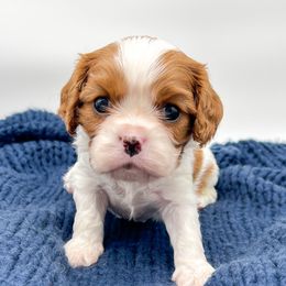 Casanova - Blenheim male Cavalier King Charles Spaniel puppy in Eau Claire, Wisconsin from Regal Cavaliers