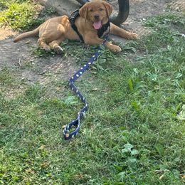 Dilute Retriever and Labrador Retriever Puppies from SmoKy Hills Labradors