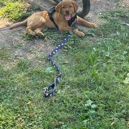 Dilute Retriever and Labrador Retriever Puppies from SmoKy Hills Labradors
