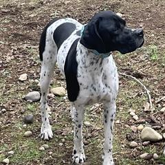 Arley - Pointer