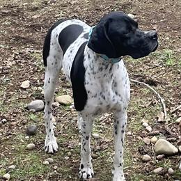 Arley - Pointer