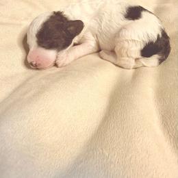 Spanky - Parti male Goldendoodle puppy in Newark, New Jersey from Westmorelandislandpups