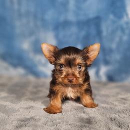 Pup 1 - Chocolate and tan male Yorkshire Terrier puppy in Polk City, Florida from Yorkies by Casey