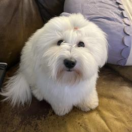 Cheeto - Coton de Tulear
