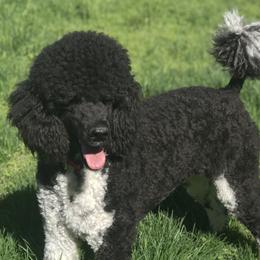 Flower - Poodle