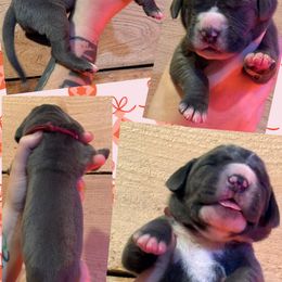 Imogene - Blue female Great Dane puppy in Wellsville, New York from Prophecy Danes