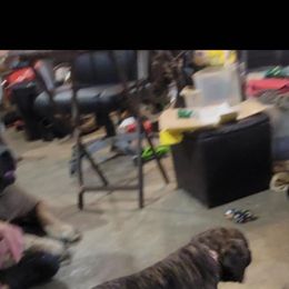 Sammy - Brindle female Mastiff puppy in Moneta, Virginia from Jeana's Rottweilers & English Mastiffs