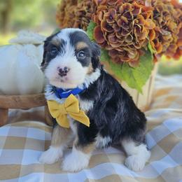 Cedar - Tri-color male Bernedoodle puppy in Russell Springs, Kentucky from 270 Doodles