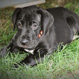 Great Dane Puppies from Kirk’s Dane Farm